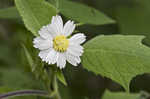 Whiteflower leafcup